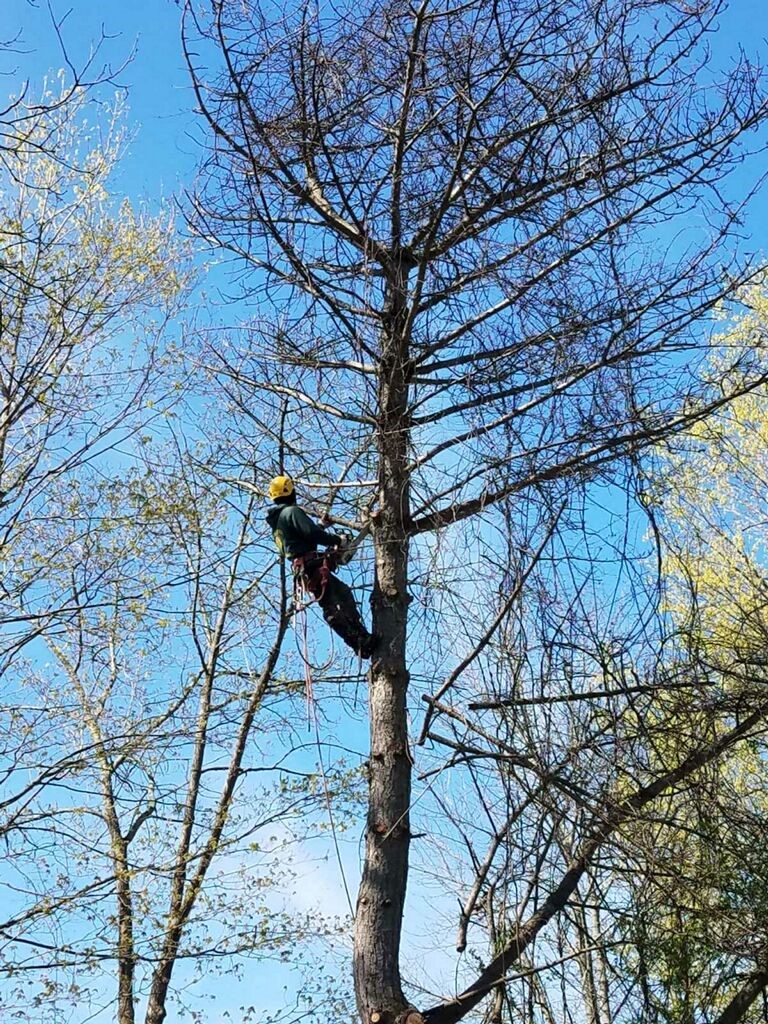 nick's tree service northfield ohio